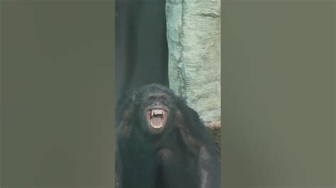 Screaming chimpanzee noises sound #shorts #screaming #chimpanzee - YouTube