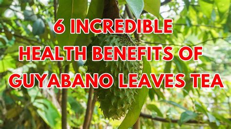 Guyabano Leaves Health Benefits Tagalog