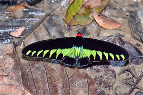 Uncharted Philippines | Three of the most stunning butterflies of the ...