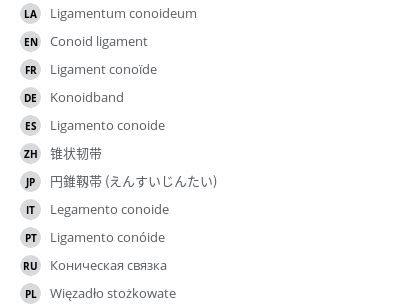 Conoid ligament - vet-Anatomy - IMAIOS