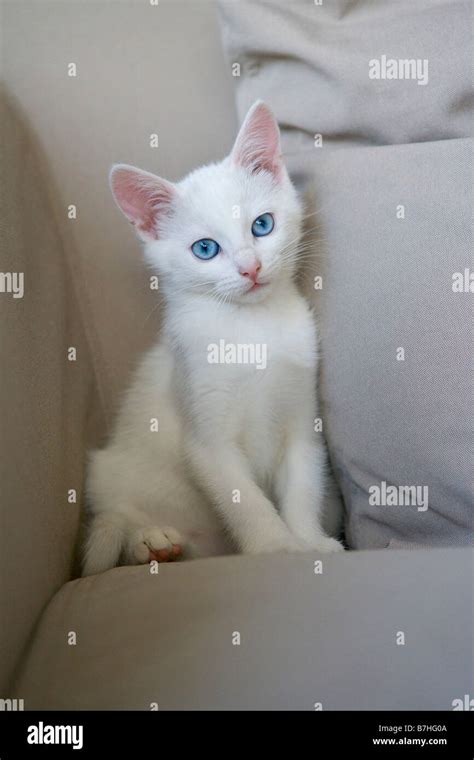 White kitten with blue eyes Stock Photo - Alamy