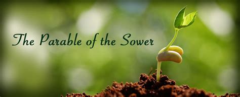 Sermon: Matthew chapter 13: 1-9, 18-23. The Parable of the Sower - St Wilfrid's