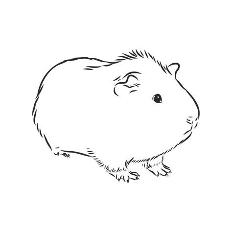 guinea pig vector sketch 8687297 Vector Art at Vecteezy