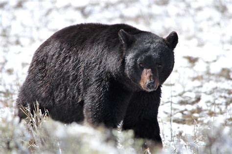 Bold Black Bear In Yellowstone.042714 Photograph by Brenda Boyer - Pixels