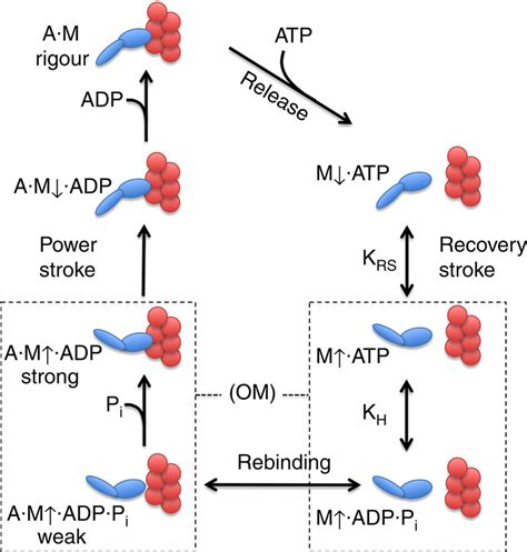 A general kinetic scheme for the actomyosin ATPase cycle. The myosin ...