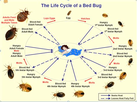 Picture Insights: Bed Bugs