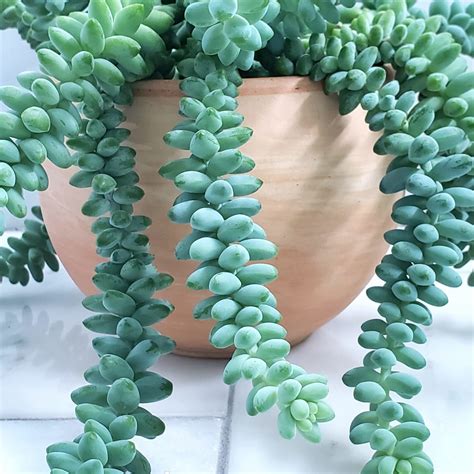 A How-To For Propagating Your Burro's Tail Succulent