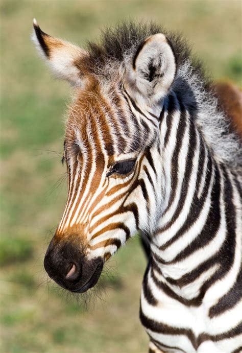 Grevy’s Zebra born at Busch Gardens November 4th. | Animals, Baby zebra ...