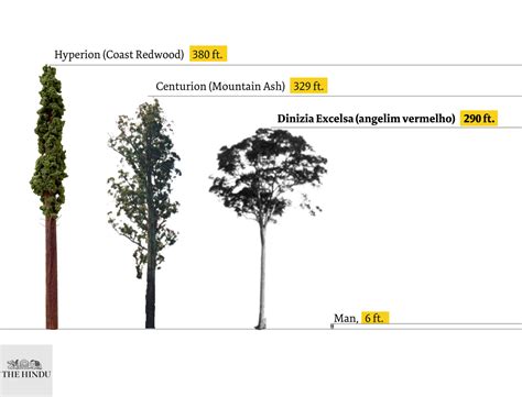 Scientists reach tallest tree ever found in Amazon - The Hindu