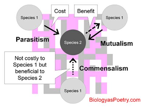 Symbiosis - Biology As Poetry