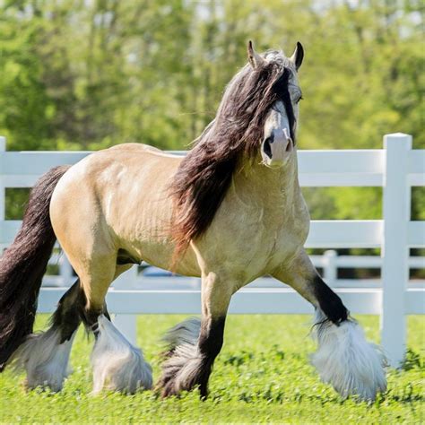 Segway - Buckskin Gypsy Vanner Stallion out of Taskin # ...