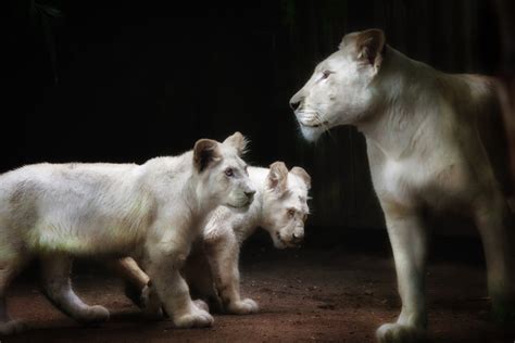 3840x2160 resolution | white lion with two cubs, lions HD wallpaper | Wallpaper Flare