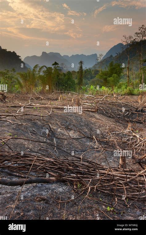 Slash and burn deforestation near Vang Vieng, Laos, March 2009 Stock Photo - Alamy