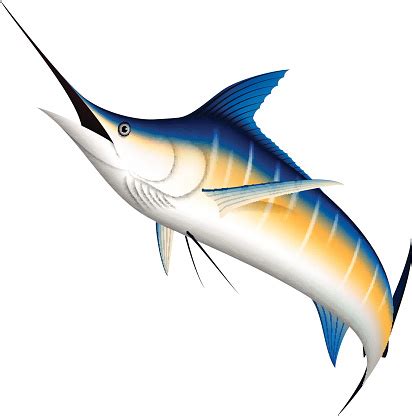 Ikan Marlin Biru Realistis Ilustrasi Stok - Unduh Gambar Sekarang ...