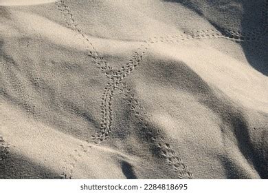 Snake Tracks Sand Royalty-Free Images, Stock Photos & Pictures | Shutterstock