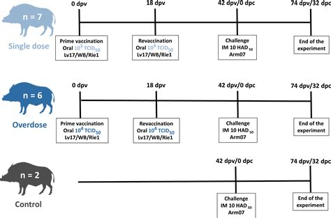 Frontiers | Safety of African Swine Fever Vaccine Candidate Lv17/WB ...