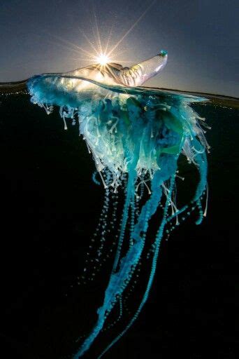 Blue Bottle Jellyfish. Winner picture of the world Park Congress 2015 | Jellyfish photography ...