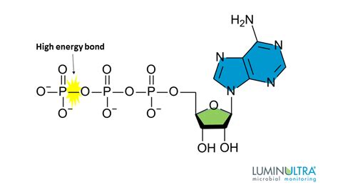 What Is ATP and What Does It Do? | LuminUltra