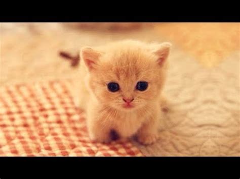 Cuteness kittens and puppy - Cute cat and dogs compilation | ADEW Pets Centre