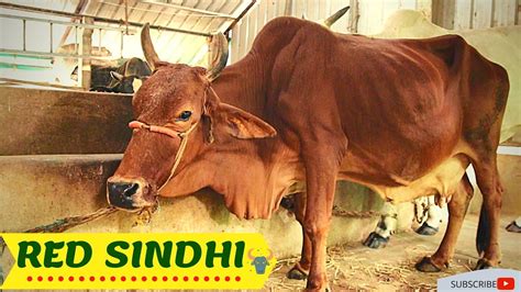 RED SINDHI COW|| DESI COW||HIGH MILK CAPACITY|| - YouTube