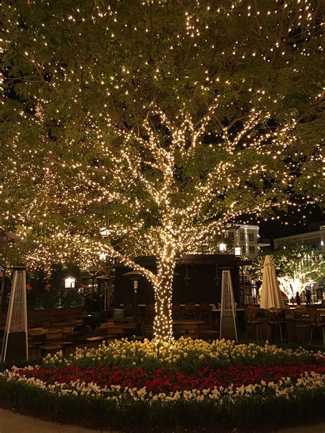 The Americana at Brand | Outdoor tree lighting, Outdoor christmas tree ...