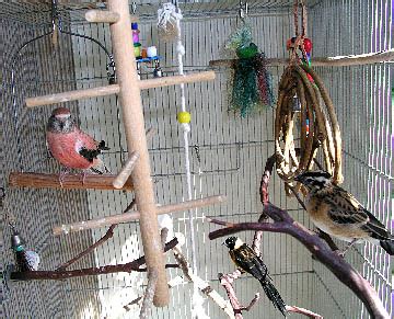 Bourke's Parakeet Facts, Behavior As Pets, Care, Pictures | Singing Wings Aviary