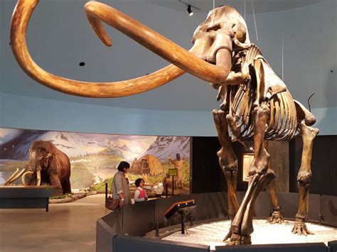 How could Ice Age tundra feed a mammoth? | Ars Technica