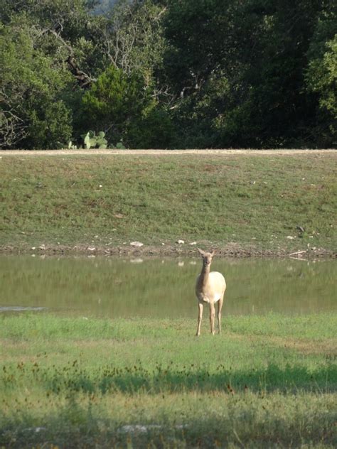 L&L Adventures - Whitetail and Exotic Hunting Ranch - Wimberley Texas ...