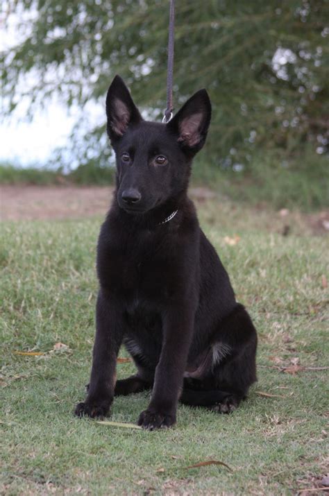 7 Things You Didn’t Know About The Black German Shepherd - Animalso