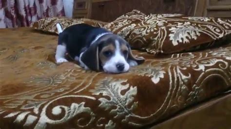 3 months old beagle puppy playing on bed | Bealge puupy | Moglee the Beagle - YouTube