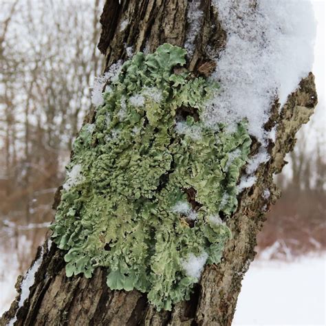 foliose lichen p 9 – Oakland County Blog