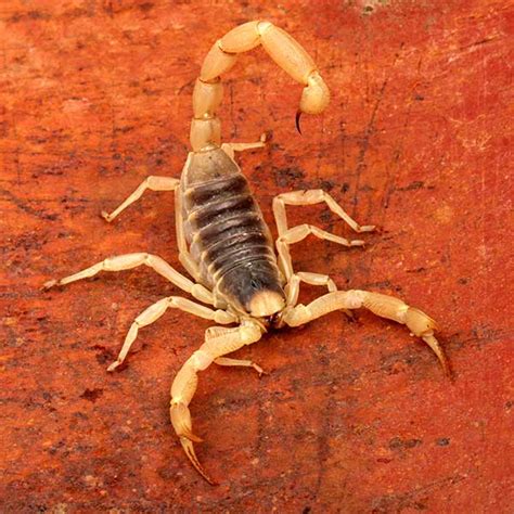 Desert Hairy Scorpions in Las Vegas | Desert Hairy Scorpion Facts