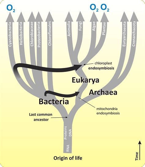 Eukaryotes and their Origins | Organismal Biology