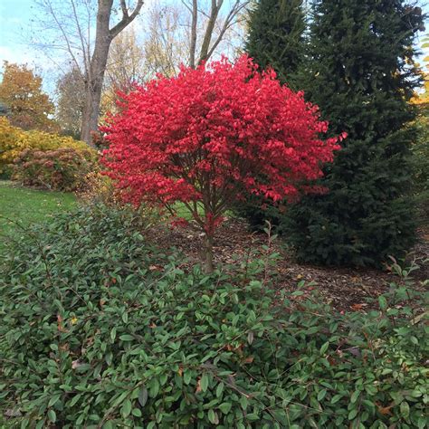 Unforgettable Fire Euonymus | Spring Meadow - wholesale liners - Spring Meadow Nursery