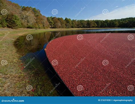 Cranberry bog stock photo. Image of farm, autumn, float - 21631030