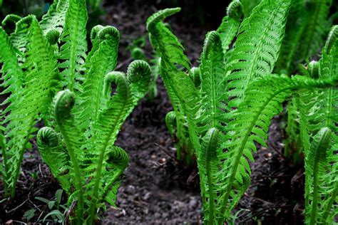 What To Plant With Ostrich Ferns