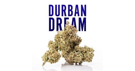 Durban Dream Strain: Potency, Effects, & Terpene Profile | MÜV