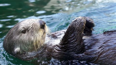 Donor Clubs - Seattle Aquarium