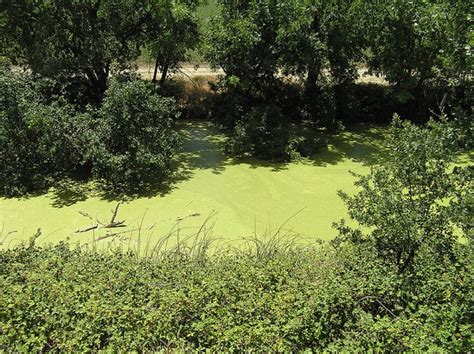 Great Lakes Month in Review: feds invest $5 million in algae bloom ...