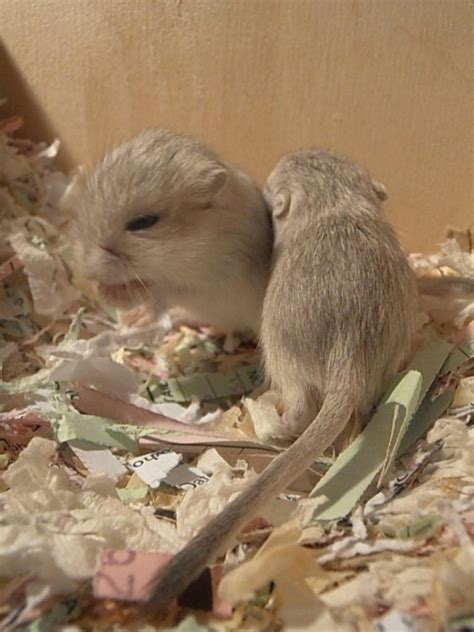 Cute Gerbils – A Post of Pictures… – Rodent Zone