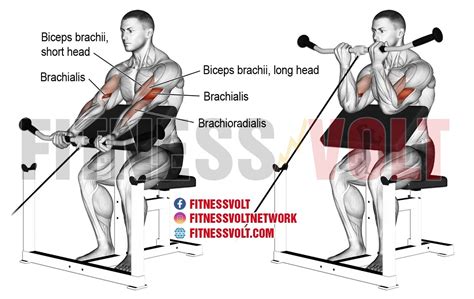 Cable Preacher Curl: Sculpt Your Biceps with This Essential Move ...