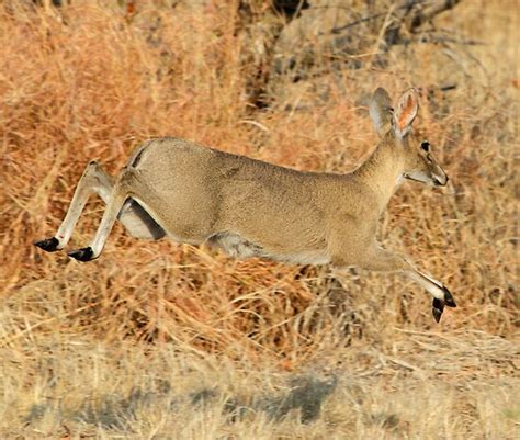 "Common duiker in motion" by jozi1 | Redbubble