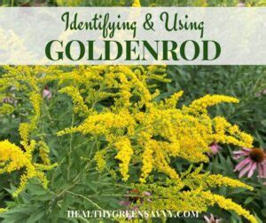 Goldenrod Identification, Benefits, & Medicinal Uses