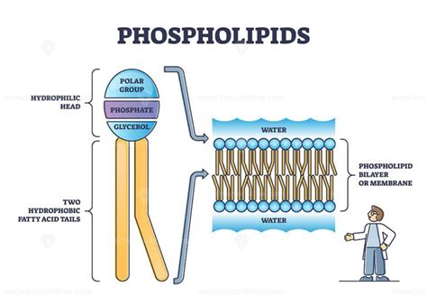 Phospholipid or phosphatides lipids head and tail structure outline ...