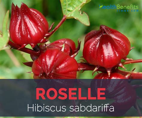 Roselle facts and health benefits