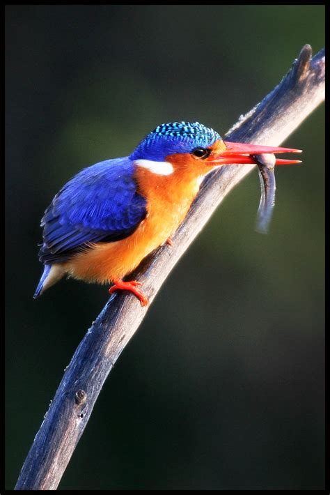 HammondPix: Breakfast with a Malachite Kingfisher