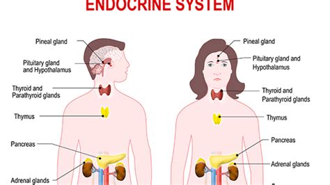 02. Endocrine system (Pituitary gland: ADH_ DI vs SIADH) : 네이버 블로그