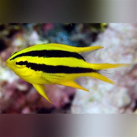 Black and Gold Chromis for sale – AquariumFishSale.com