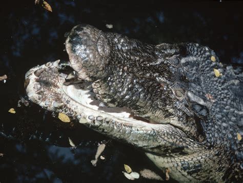 Estuarine Crocodile - The Australian Museum