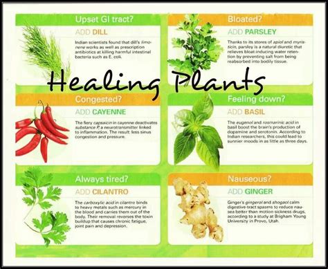 Healing plants | Healing plants, Healing herbs, Herbal healing